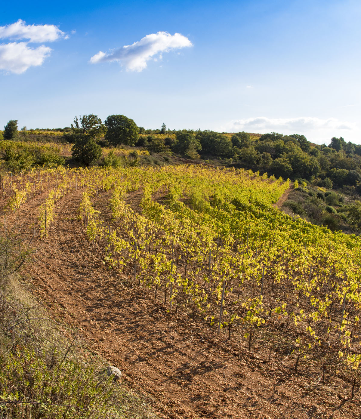 terroir bio languedoc