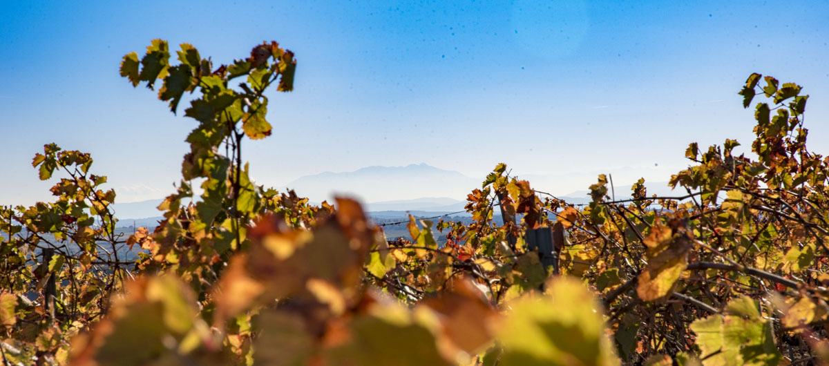 terroir pezenas trois puechs vin bio